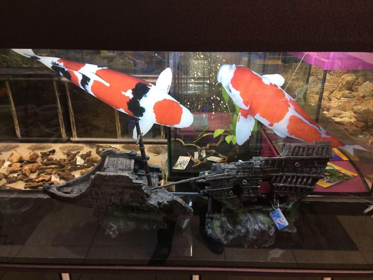 Аквариумный мир ул кирова 12б фото Аквариумный мир ул кирова 12б фото